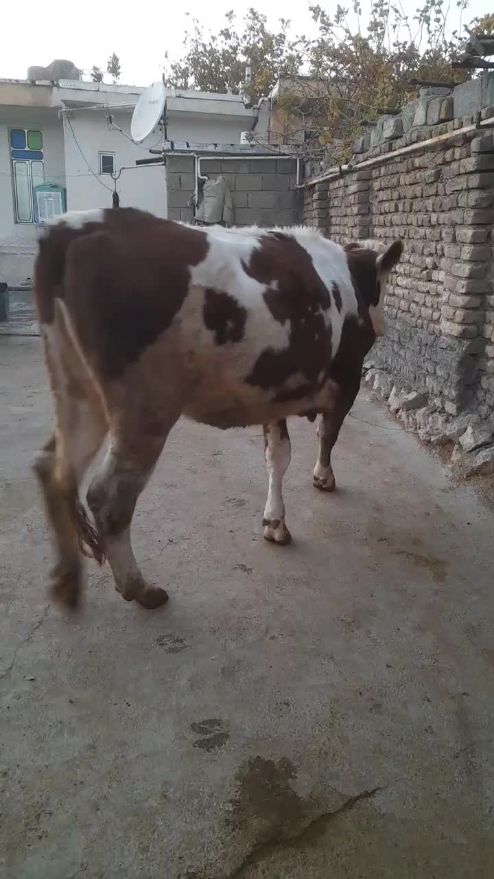 گاو ،گوساله ،تلیسه سیمینتال آبستن سنگین|حیوانات مزرعه|بیلوار, |دیوار