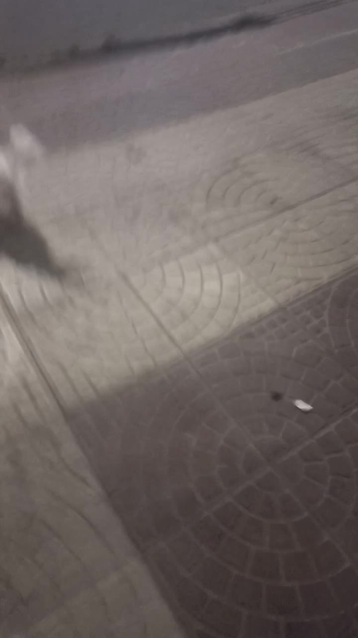 شیتزو|سگ|جهرم, |دیوار