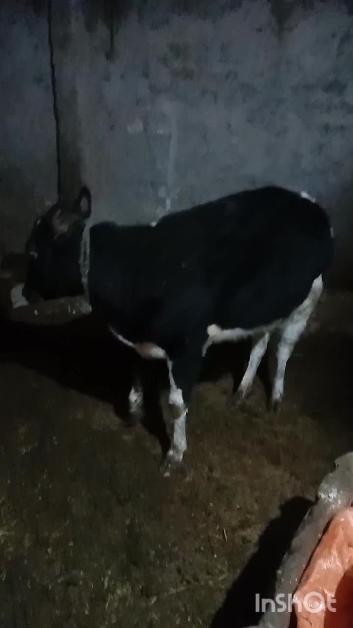 گوساله دورگ|حیوانات مزرعه|بزینه رود, |دیوار