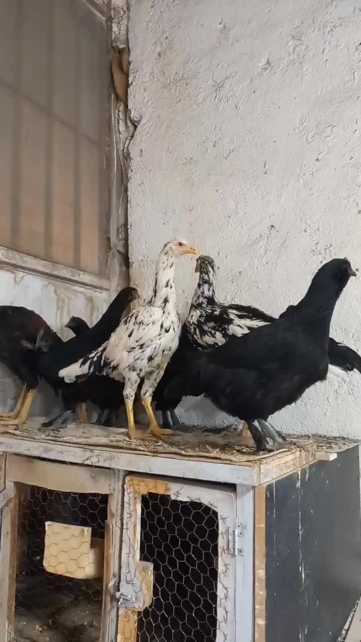 تخم ایام سمانی مرغ خروس جوجه|حیوانات مزرعه|مشهد, بهار|دیوار