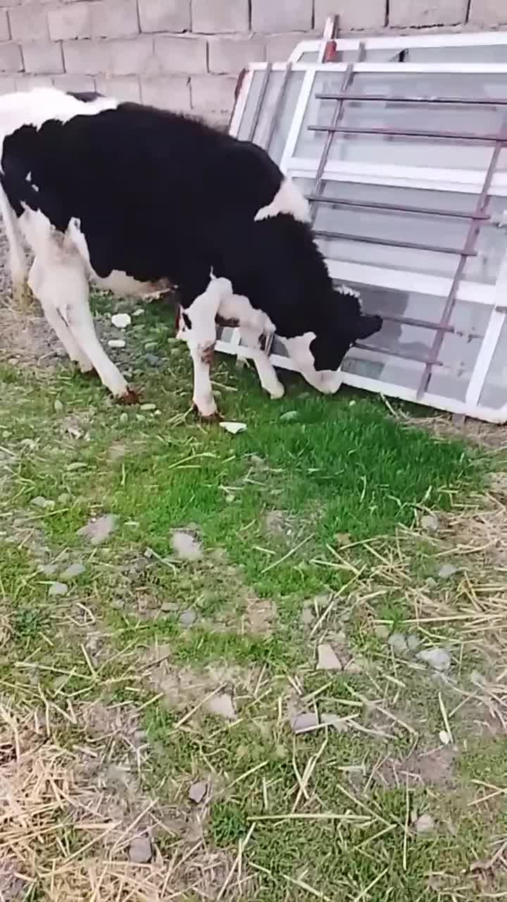 تلیسه|حیوانات مزرعه|نیشابور, مازول|دیوار