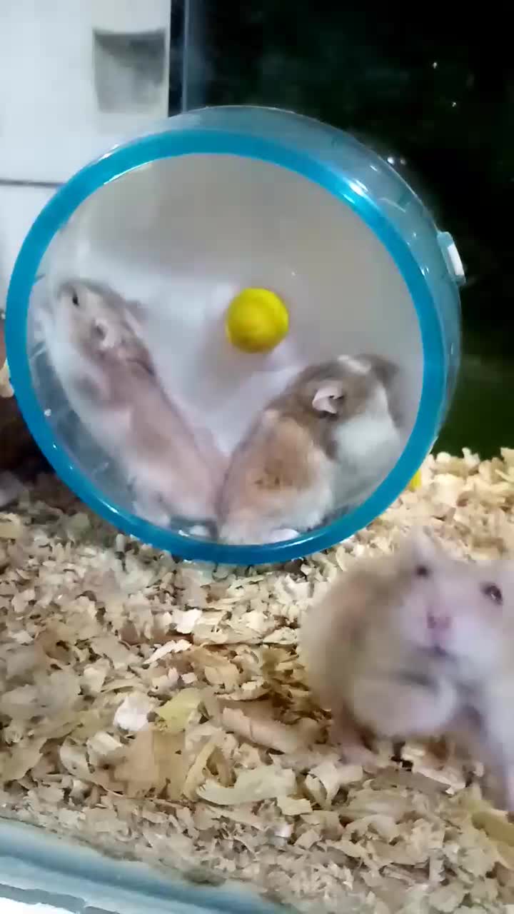 پنج تا همستر با مزه|موش و خرگوش|ارومیه, |دیوار