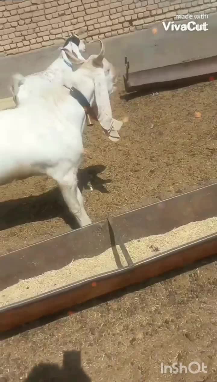 چبش بزغاله گلابی|حیوانات مزرعه|بردسکن, |دیوار