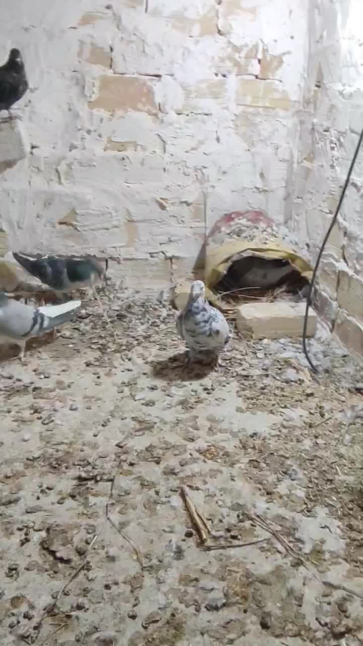 کفتر|پرنده|اسفراین, |دیوار