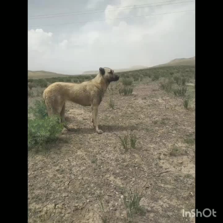 این سگ  گمشده  هرکی  دید به من خبر  بعد  اگه میشه|سگ|سراب, |دیوار