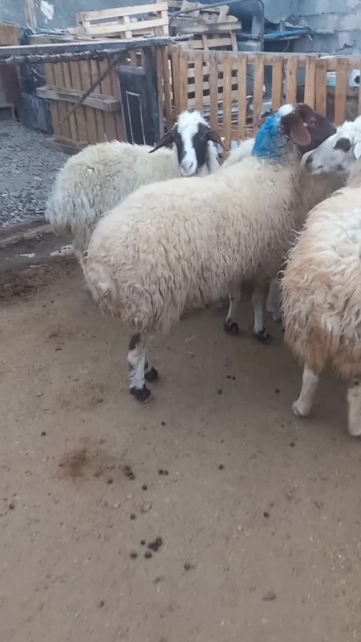 میش ابستن وزاییده|حیوانات مزرعه|دورود, |دیوار