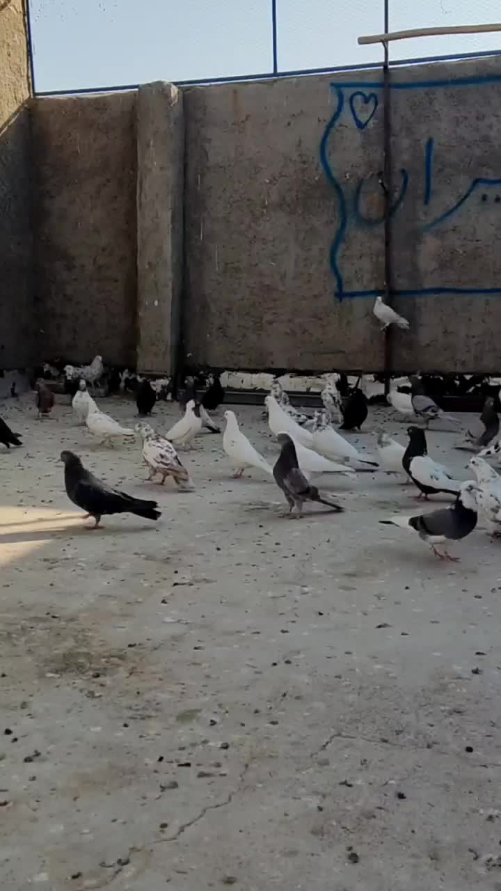 کفتر پرشی و قیمت مناسب|پرنده|اردکان, |دیوار