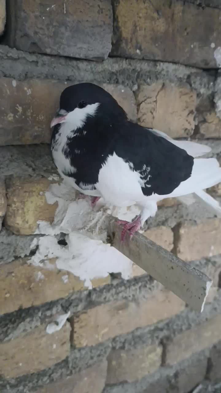 کبوتر یا کفتر|پرنده|کوه چنار, |دیوار