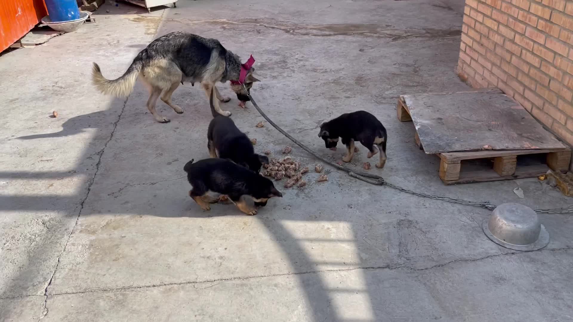 سگ ژرمن ۳ ماهه|سگ|شریف‌آباد, |دیوار