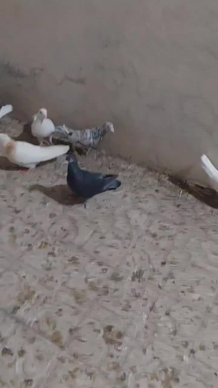 کفتر پلاکی وطوقی|پرنده|شیراز, کوزه گری|دیوار