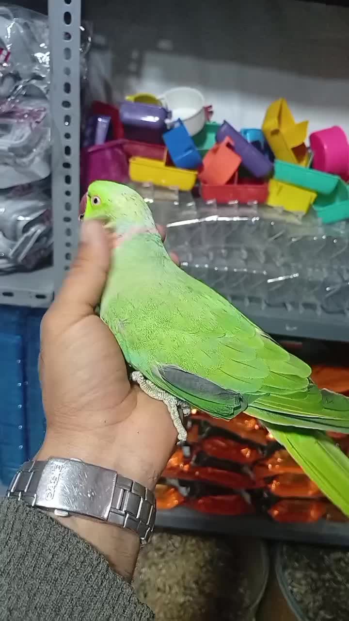 انواع پرنده|پرنده|خرم‌آباد, |دیوار