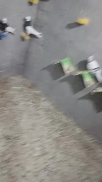 کبوتر رنگی|پرنده|بوشکان, |دیوار