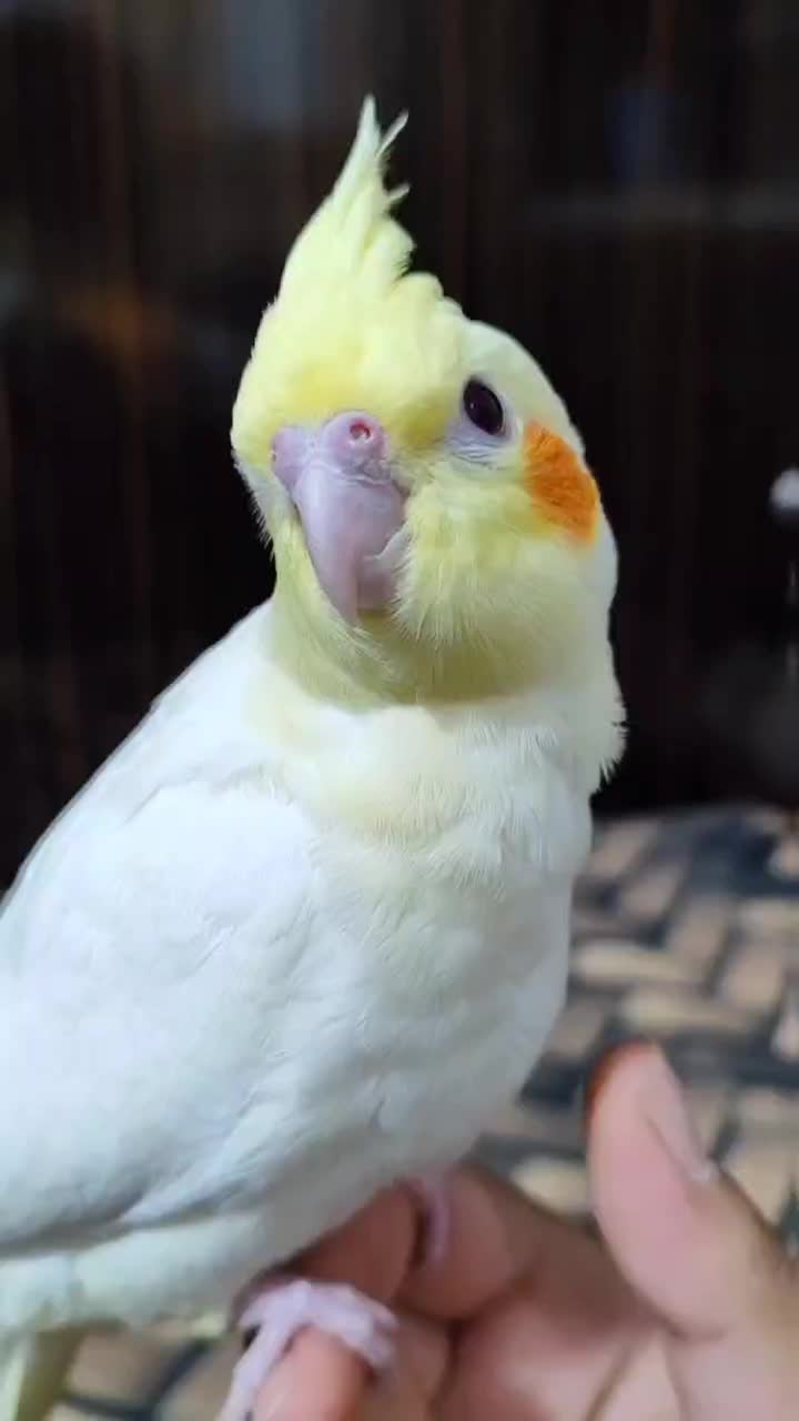 جوجه عروس هلندی|پرنده|باوی, |دیوار