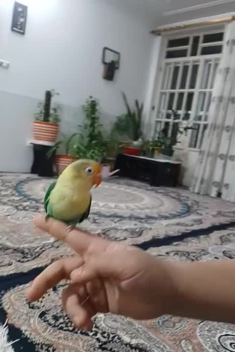 یک عدد کوتوله|پرنده|اشکذر, |دیوار