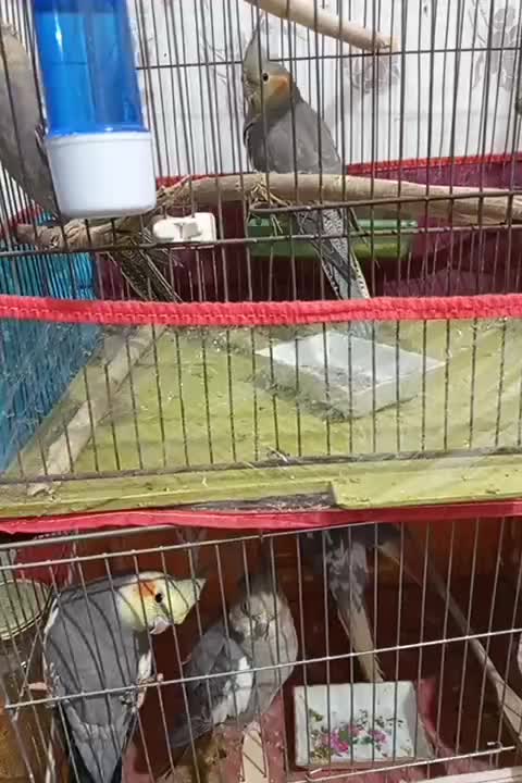 عروس هلندی|پرنده|میانه, |دیوار