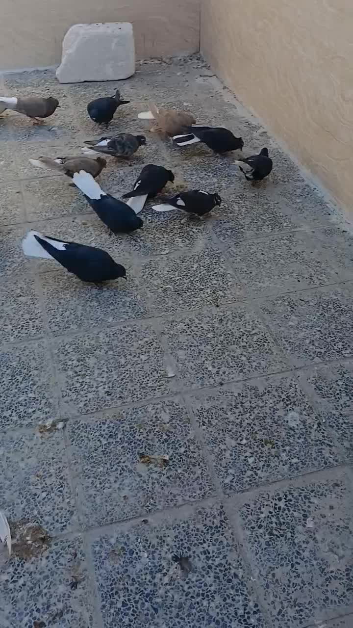 کبوتر سبز دم سفید و زاغ دم سفید|پرنده|تهران, شکیبا|دیوار