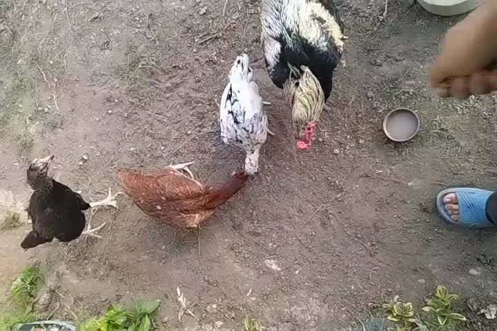 مرغ لاری|حیوانات مزرعه|لاهیجان, خالو باغ|دیوار