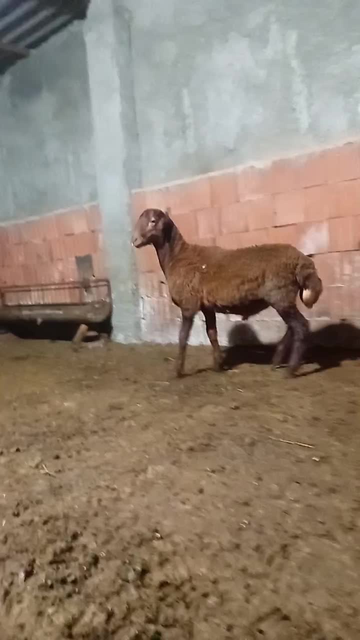 بره قوچ همو|حیوانات مزرعه|نوکنده, |دیوار