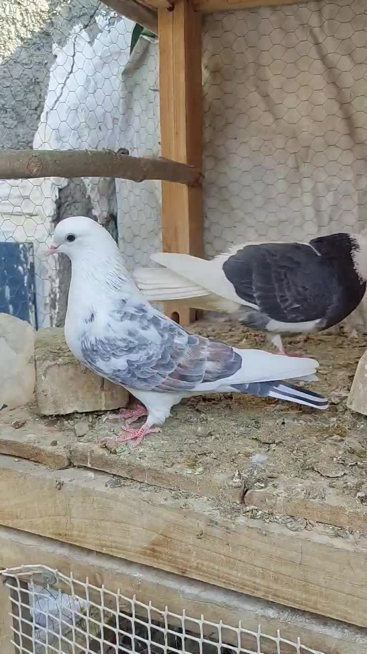 کبوتر|پرنده|پیر بکران, |دیوار