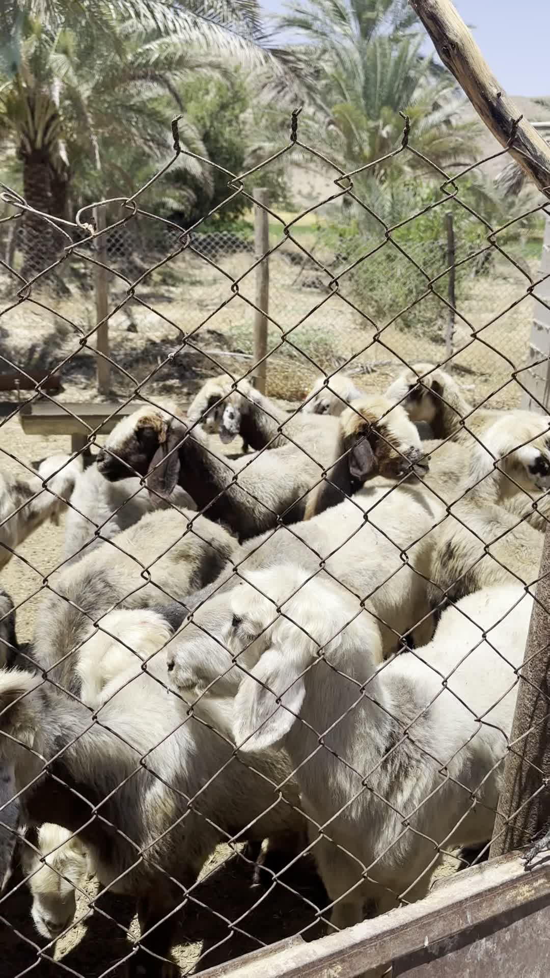 میش|حیوانات مزرعه|شیراز, کوشک بیدک|دیوار