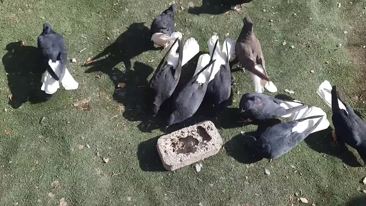 دم سفید|پرنده|آبیک, |دیوار