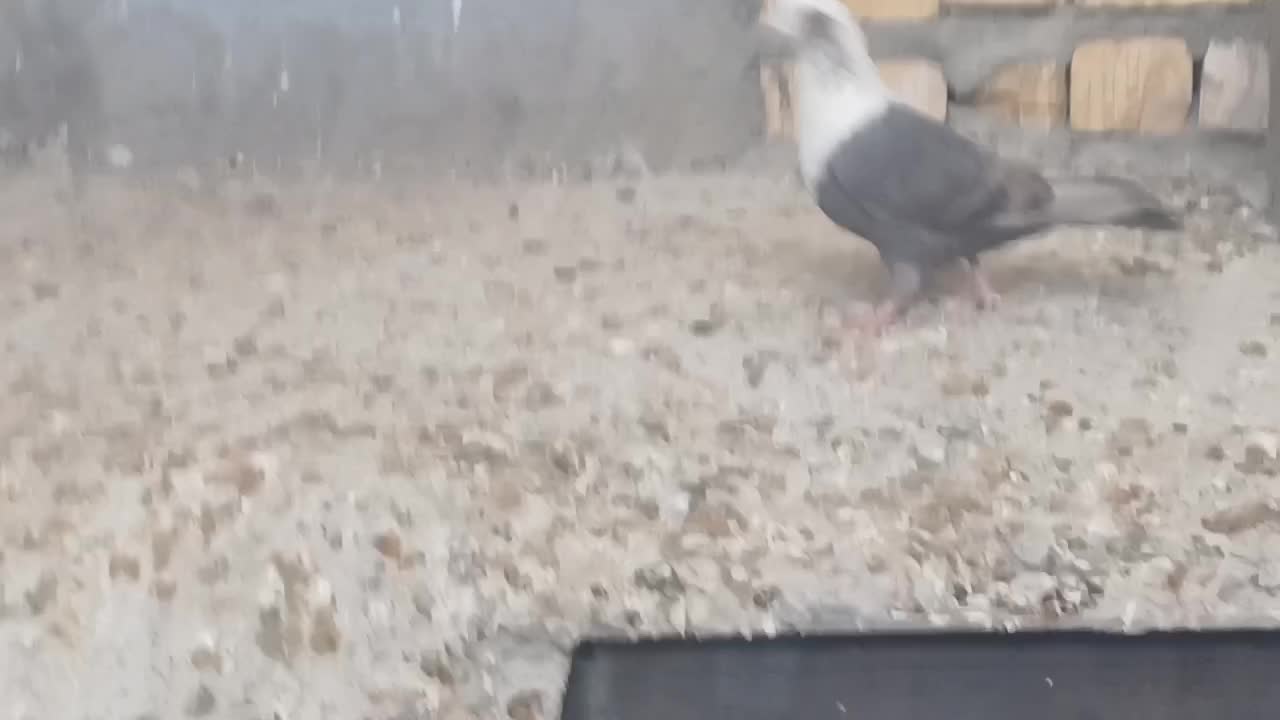 مخمل جفت|پرنده|شیراز, گویم|دیوار