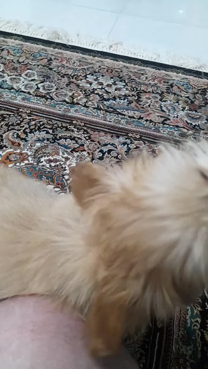 سگ پاکوتا|سگ|اردبیل, |دیوار