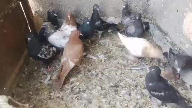 جوانه کفتر|پرنده|باشتین, |دیوار