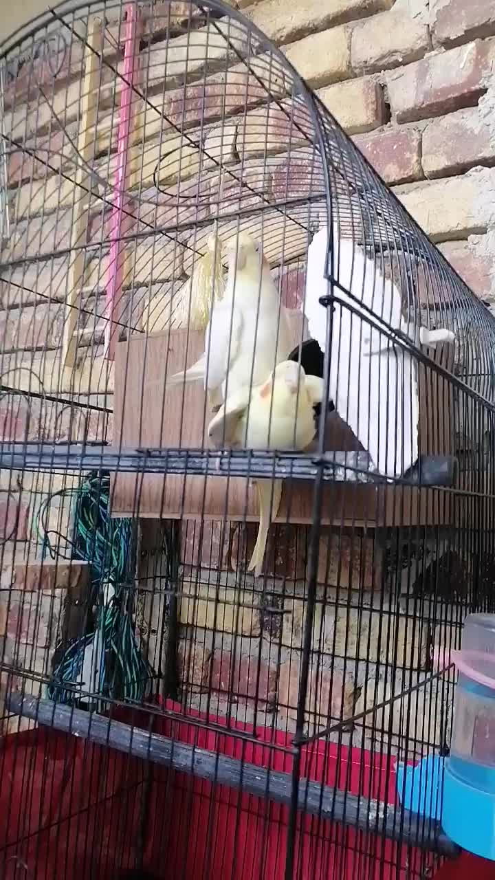 عروس هلندی نر وماده|پرنده|ارومیه, |دیوار