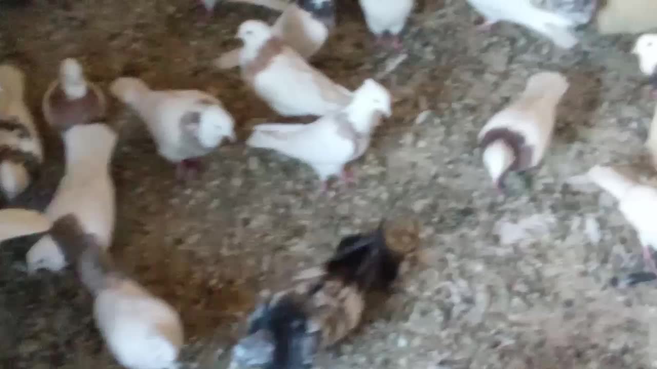 کبوتر طوقی|پرنده|لالجین, |دیوار