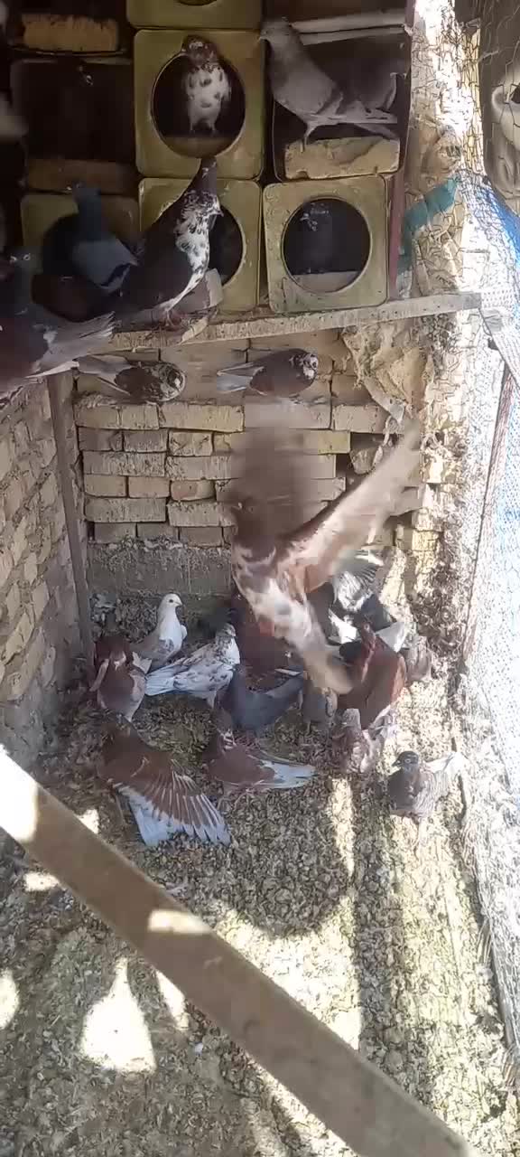 کفتر|پرنده|یزد, |دیوار