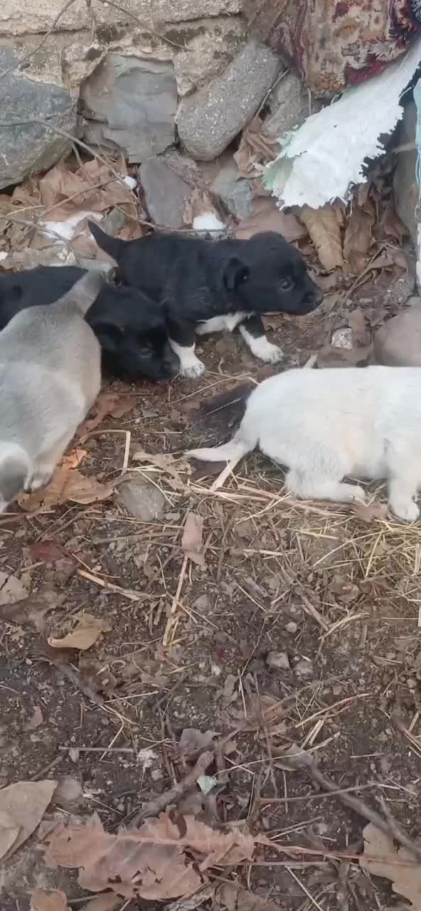 واگذاری توله سگ سرابی|سگ|سراب, |دیوار