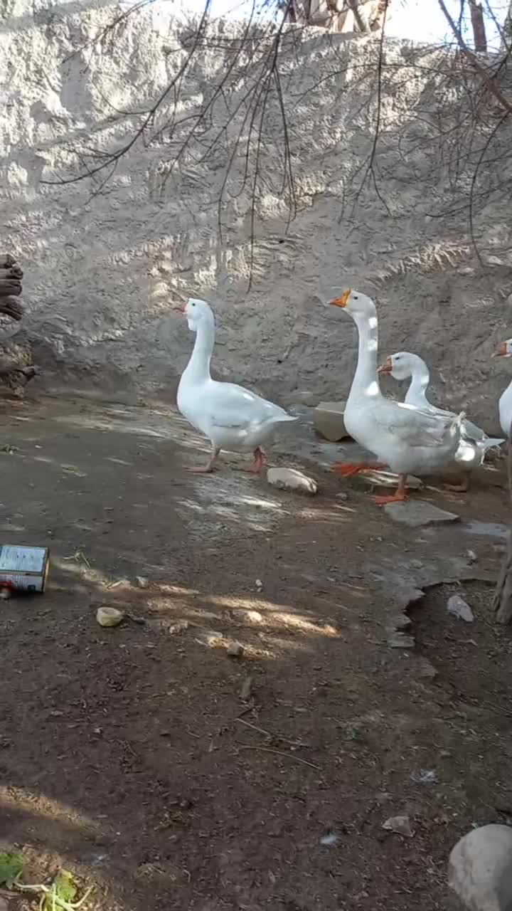 غوغاز|حیوانات مزرعه|دهدشت, |دیوار