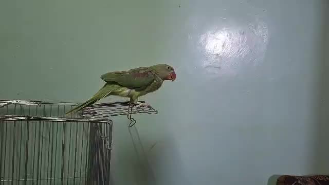 شاه طوطی|پرنده|سراوان, |دیوار