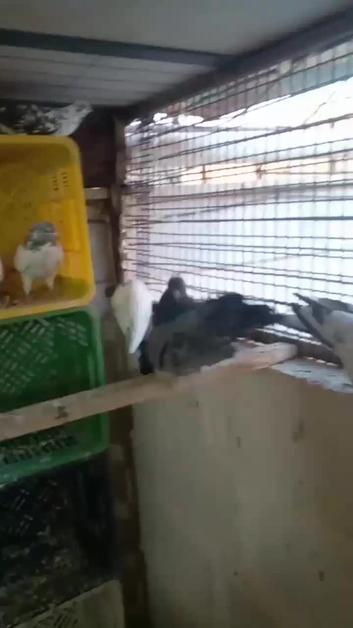 کبوتر پرشی|پرنده|شاهنجرین, |دیوار