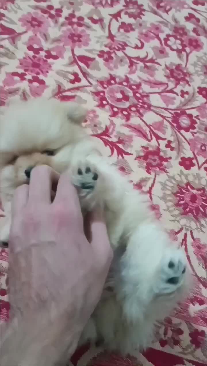 سگ پامر ۲ ساله|سگ|شهریار, شهریار|دیوار