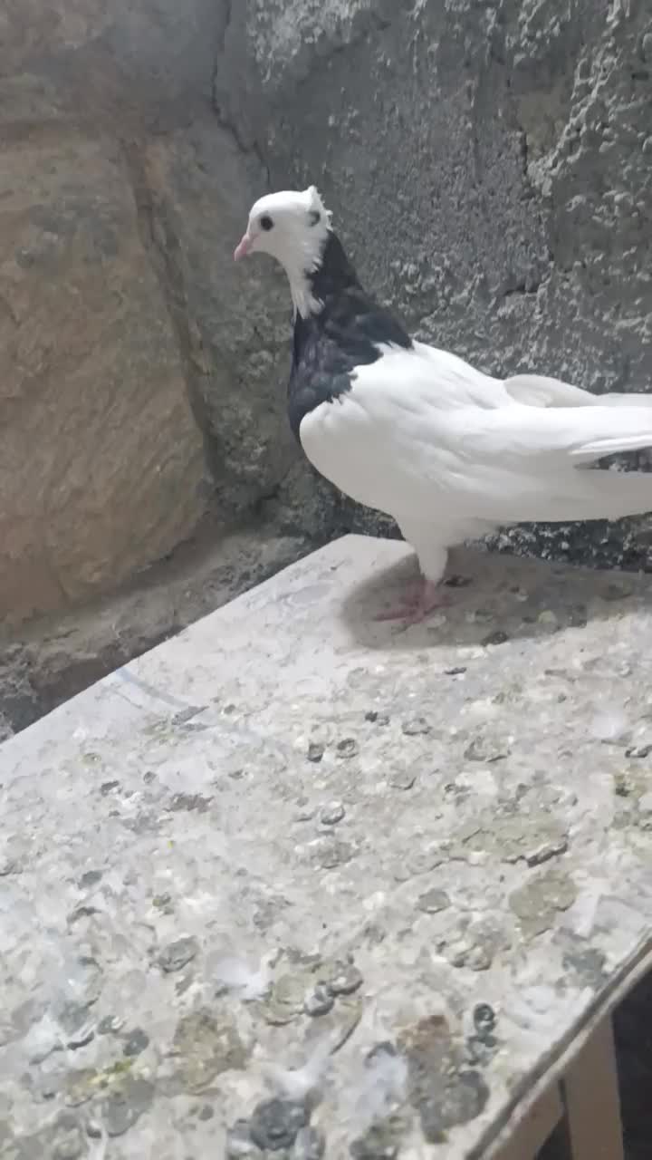 ماده|پرنده|سنندج, |دیوار