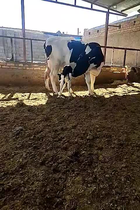 گاو شیری|حیوانات مزرعه|شیرینسو, |دیوار