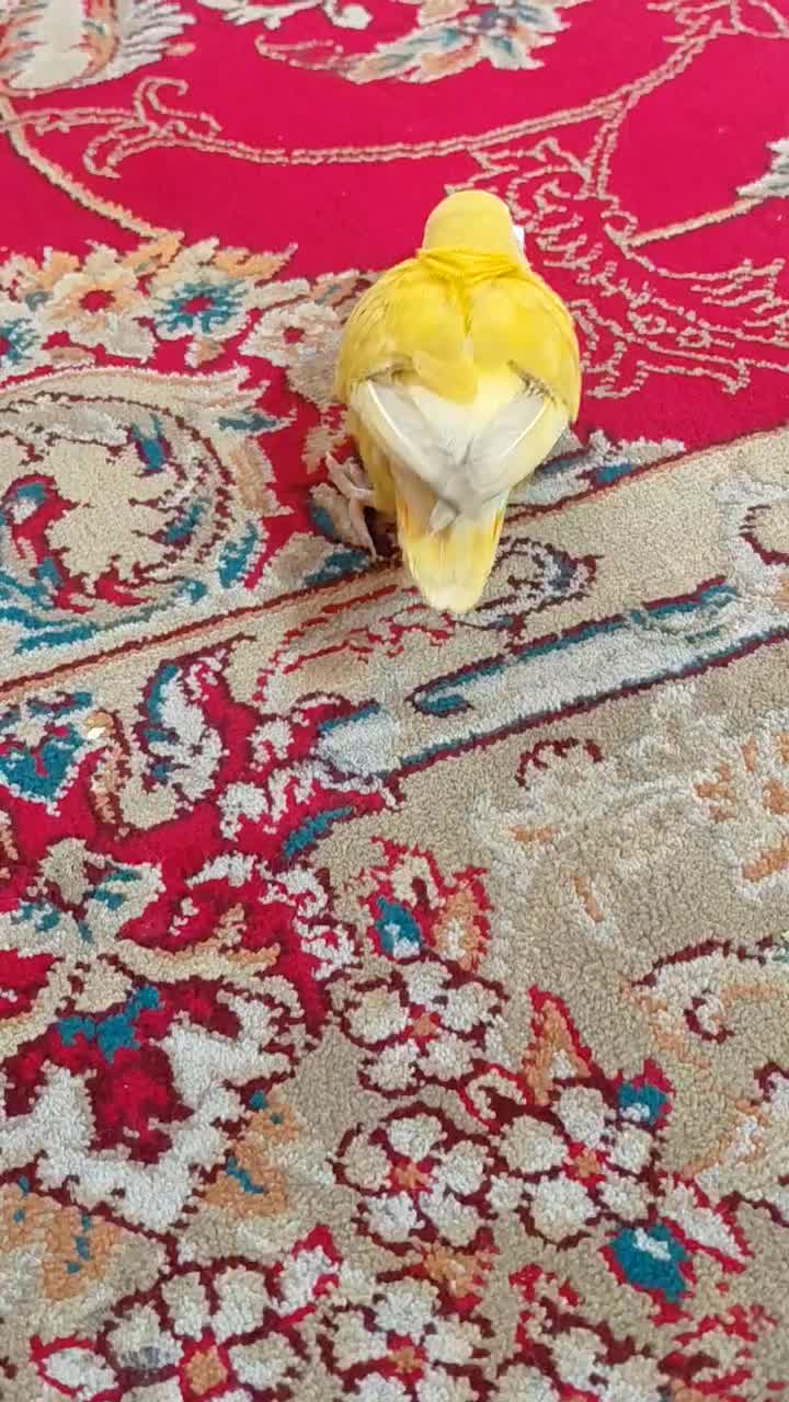 کتوله دستی اروم با هوش و شیطون|پرنده|نیشابور, شهرک قدس|دیوار