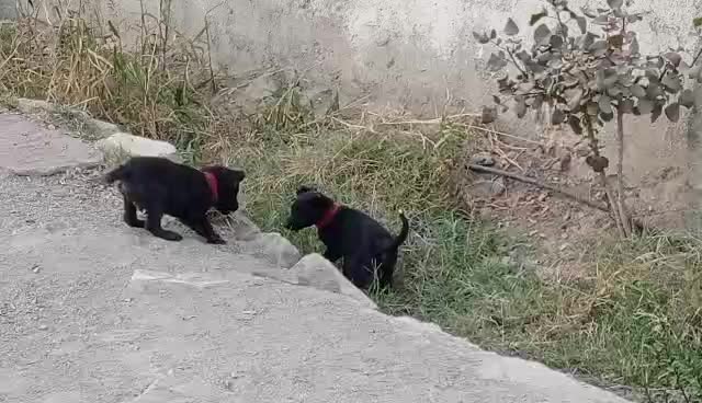 سگ نگهبان|سگ|اسلام‌شهر, ایرین|دیوار