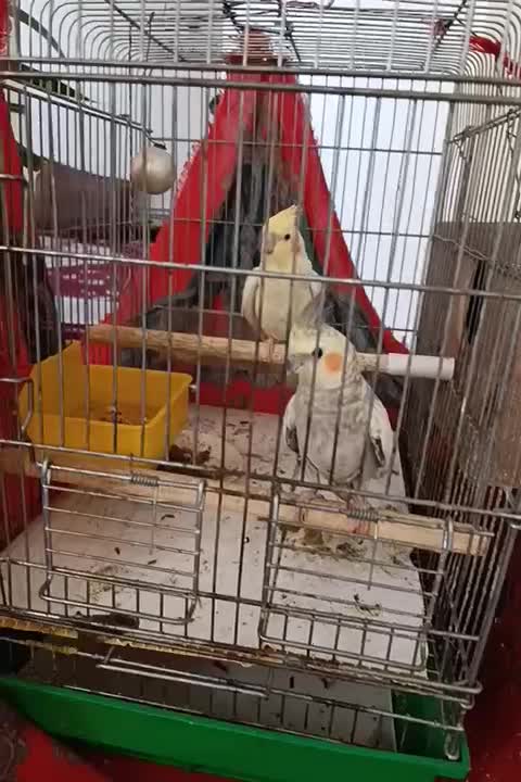 عروس هلندی|پرنده|تهران, وحیدیه|دیوار