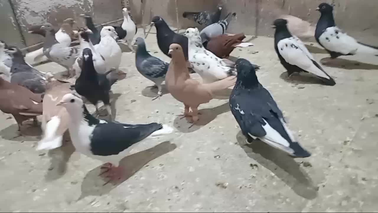 کفتر طور|پرنده|چناران, |دیوار