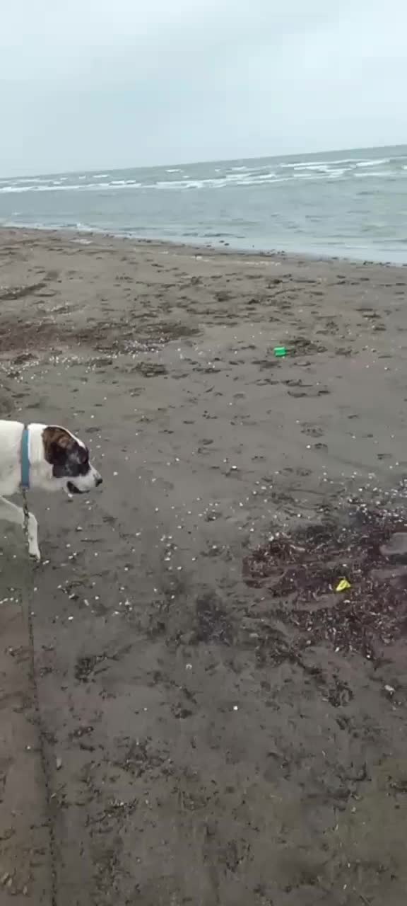 سگ خراسانی نر ۷ماه|سگ|رویان, |دیوار