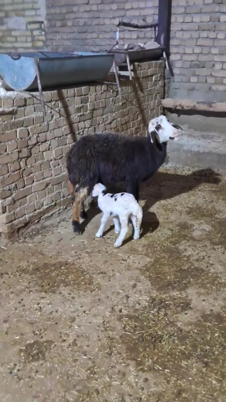 میش وبره-گوسفند|حیوانات مزرعه|بروجرد, |دیوار