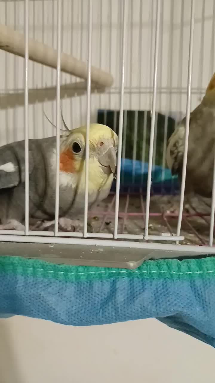 عروس هلندی جفت مولد بالغ سخنگو همراه قفس|پرنده|لنگرود, |دیوار