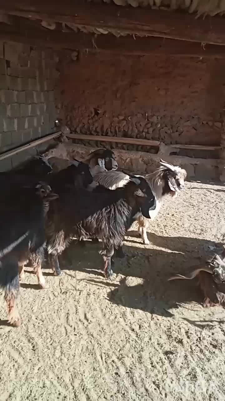 بزغاله نر|حیوانات مزرعه|تربت جام, جامرود|دیوار