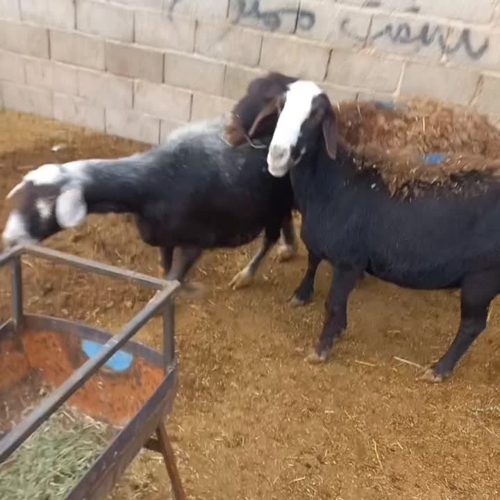 میش|حیوانات مزرعه|قیدار, |دیوار