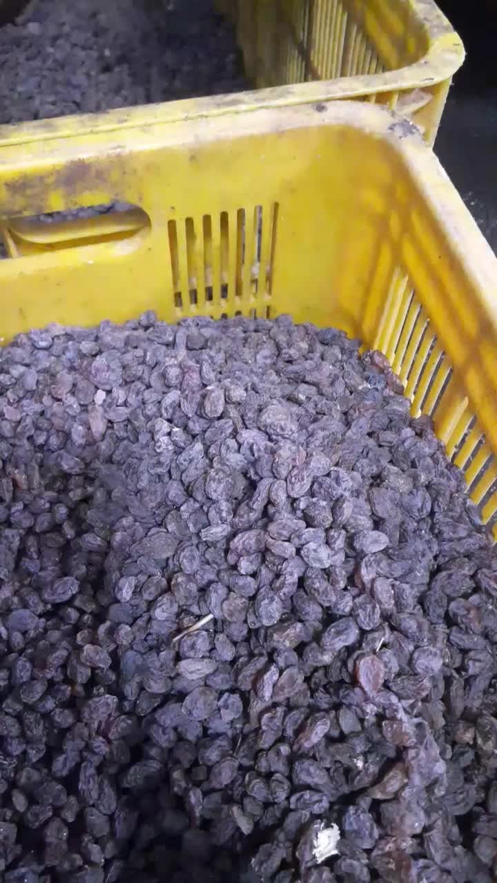 فروش ویژه بیدانه .فخری .افتاب خشک تاکستان|خوردنی و آشامیدنی|تاکستان, |دیوار