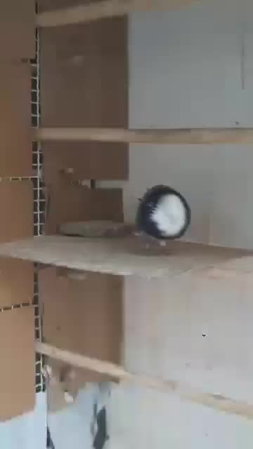 کبوتر پرشی و فوق العاده زیبا و خال قدیم|پرنده|ساری, |دیوار