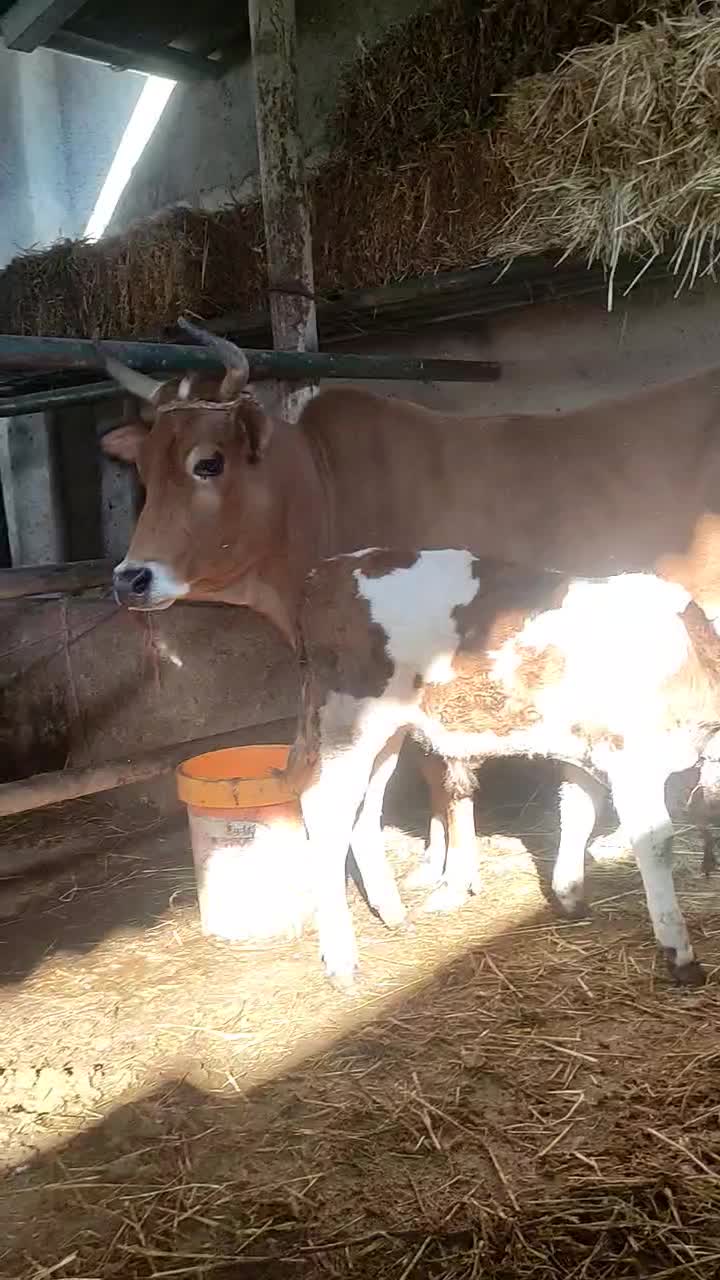 گاو با گوساله نر|حیوانات مزرعه|نکا, |دیوار